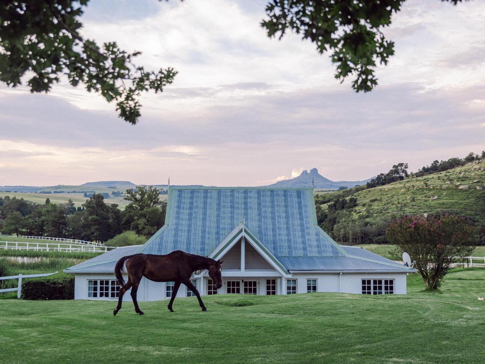 Oaklands Farm Stay Van Reenen Eksteriør bilde